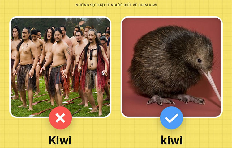 Những sự thật ít người biết về chim kiwi