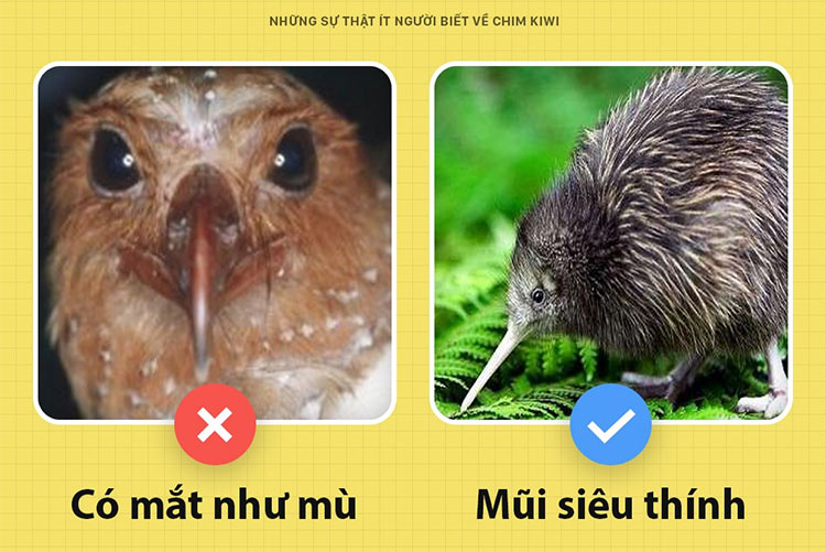 Những sự thật ít người biết về chim kiwi