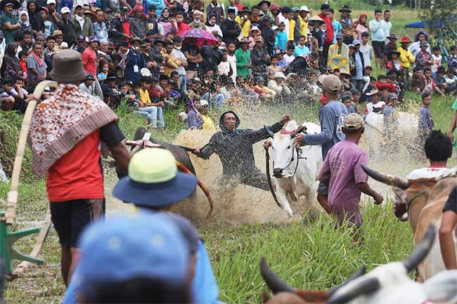 Những sự thật thú vị tại lễ hội đua bò Indonesia