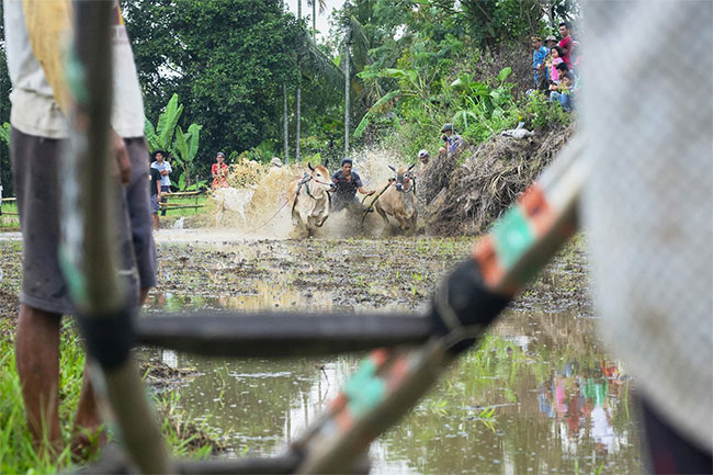 Những sự thật thú vị tại lễ hội đua bò Indonesia