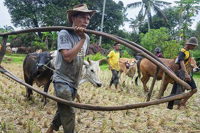 Những sự thật thú vị tại lễ hội đua bò Indonesia