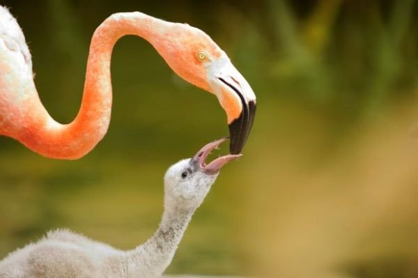 Những sự thật thú vị về loài chim hồng hạc