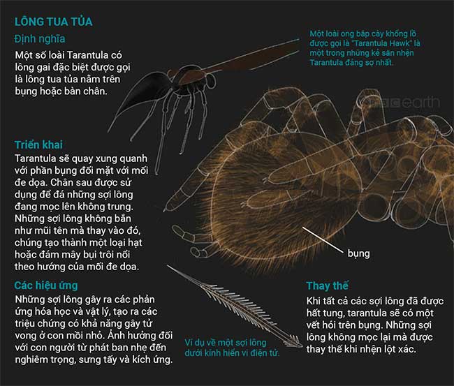 Những sự thật thú vị về loài nhện Tarantula