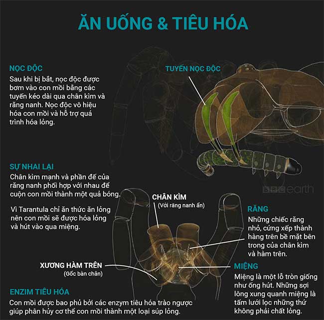 Những sự thật thú vị về loài nhện Tarantula