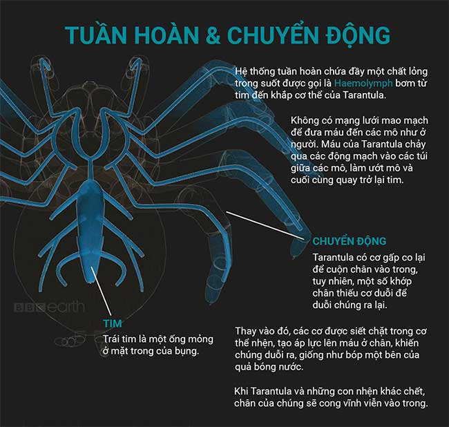 Những sự thật thú vị về loài nhện Tarantula