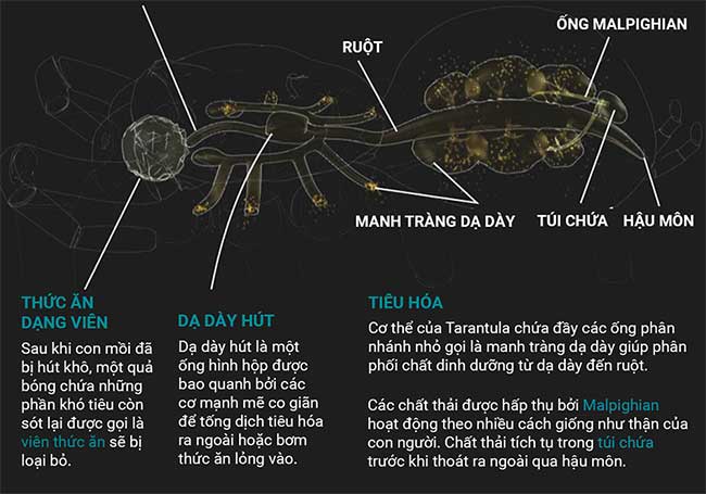 Những sự thật thú vị về loài nhện Tarantula