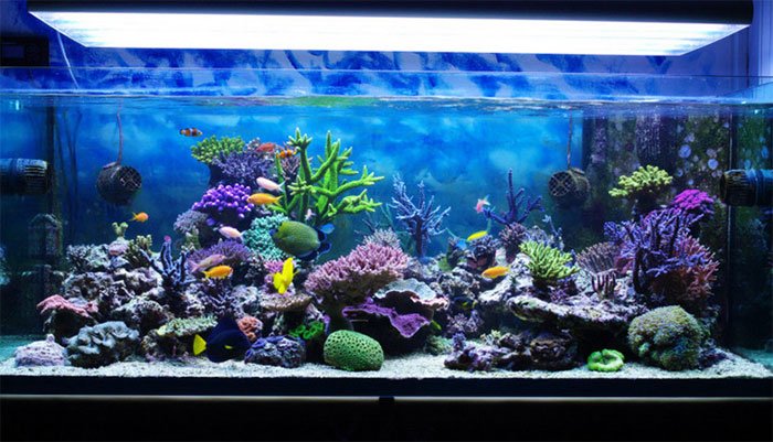 Những yếu tố khiến san hô trong bể cá thay đổi màu sắc