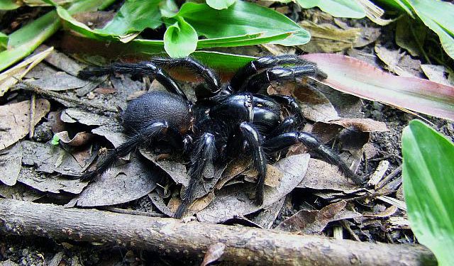 Nọc độc loài nhện Úc có tác dụng tiêu hủy khối u