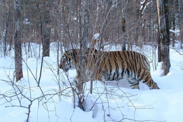 Nội địa của Siberia có gì đáng sợ như vậy, tại sao ngay cả những con hổ ở Siberia cũng ngại vào sâu?