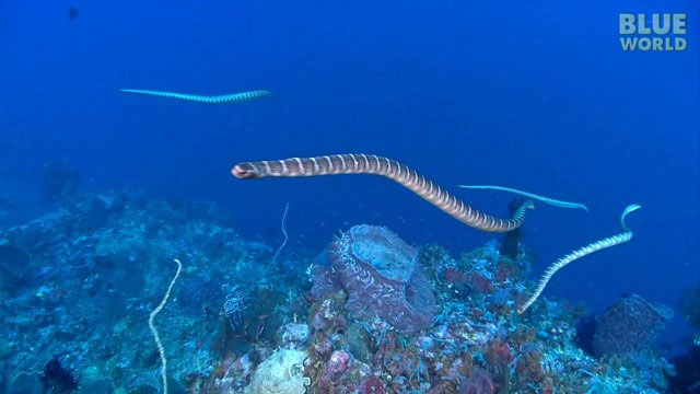 Nỗi kinh hoàng của các sinh vật biển: Loài rắn độc gấp 10 lần rắn đuôi chuông và săn mồi theo đàn