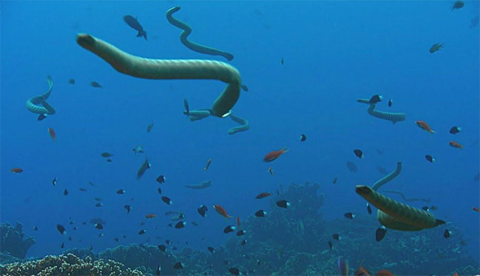 Nỗi kinh hoàng của các sinh vật biển: Loài rắn độc gấp 10 lần rắn đuôi chuông và săn mồi theo đàn