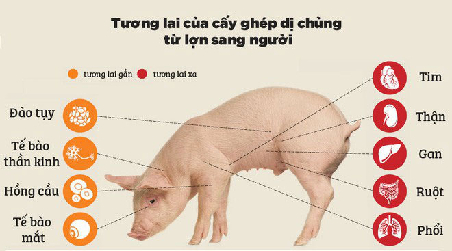 Nội tạng từ những con lợn không tên sẽ cứu sống hàng ngàn bệnh nhân tuyệt vọng