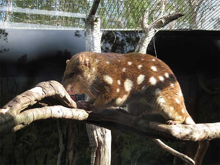 Nông dân Australia bắt được quái vật hơn 100 năm chưa từng xuất hiện và từng được cho là đã tuyệt chủng