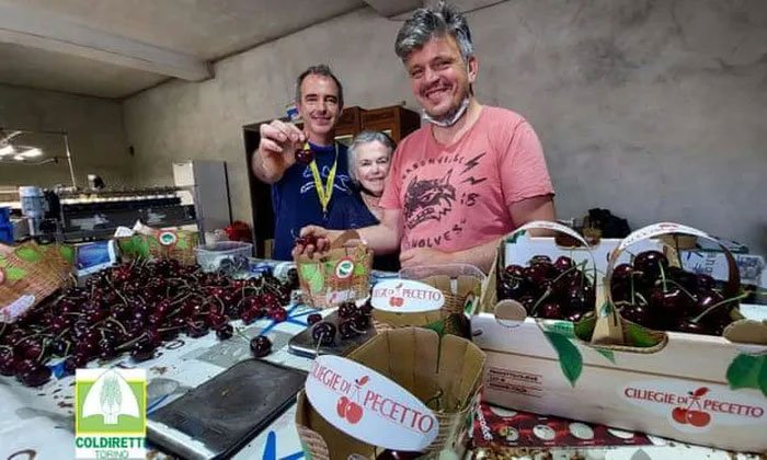 Nông dân Italia thu hoạch được quả cherry lớn nhất thế giới