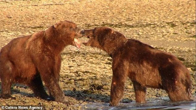 Nóng mắt trước hành động của sửu nhi bắt nạt kẻ yếu, gấu nâu Alaska ra tay hành động trượng nghĩa