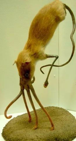Nosewalker - Loài động vật kì lạ nhất Trái đất, dù có chân nhưng lại dùng mũi để di chuyển