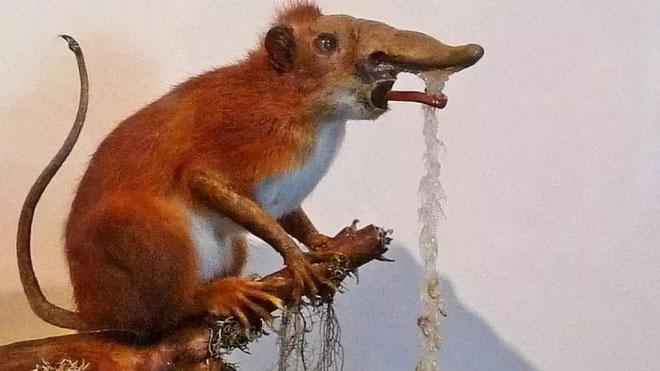 Nosewalker - Loài động vật kì lạ nhất Trái đất, dù có chân nhưng lại dùng mũi để di chuyển