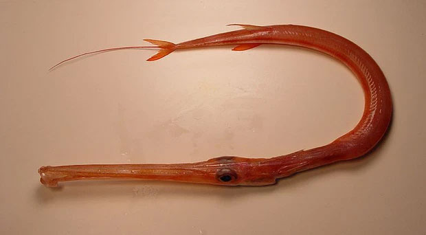 Nữ cần thủ kéo lên sinh vật đỏ và rất dài: Là hải long quý hiếm, chỉ nhà giàu mới dám ăn