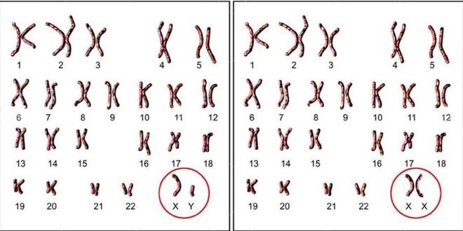 Nữ là XX, nam là XY, nhưng tại sao không có nhiễm sắc thể YY?