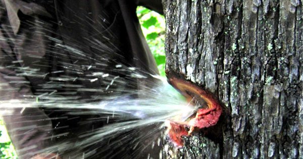 Nước bắn tung toé từ thân cây như vòi mở van tại Ấn Độ gây sốt mạng xã hội