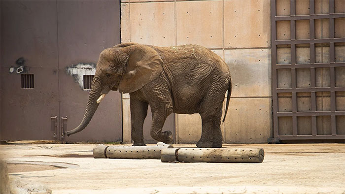Ở châu Á cổ đại, chết bởi voi là một hình thức hành quyết phổ biến!