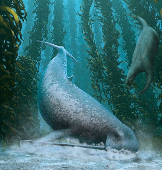 Odobenocetops: Loài cá voi kỳ lạ có cặp ngà bên dài bên ngắn