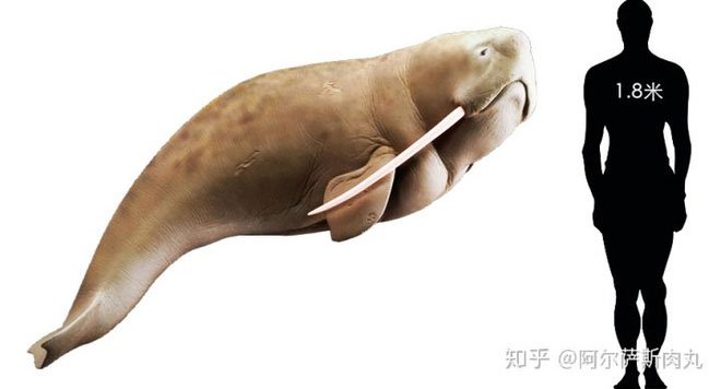 Odobenocetops: Loài cá voi kỳ lạ có cặp ngà bên dài bên ngắn