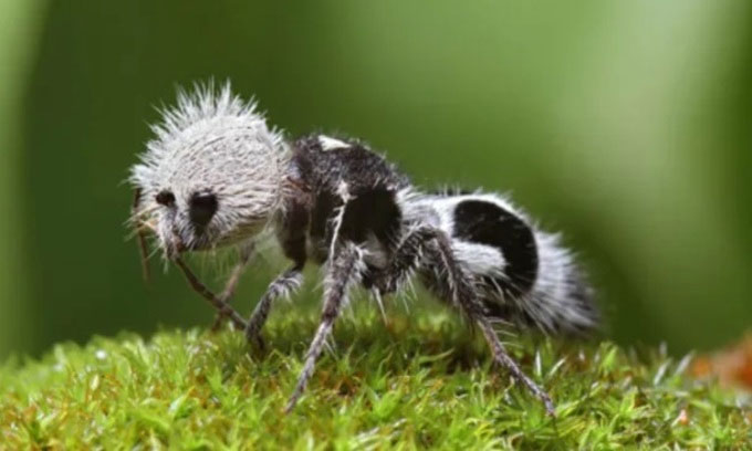Ong bắp cày ký sinh có hình dáng giống gấu trúc