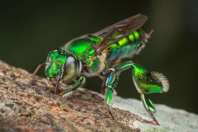 Ong phong lan, loài vật màu mè nhất trong thế giới côn trùng nhưng lại không biết làm mật