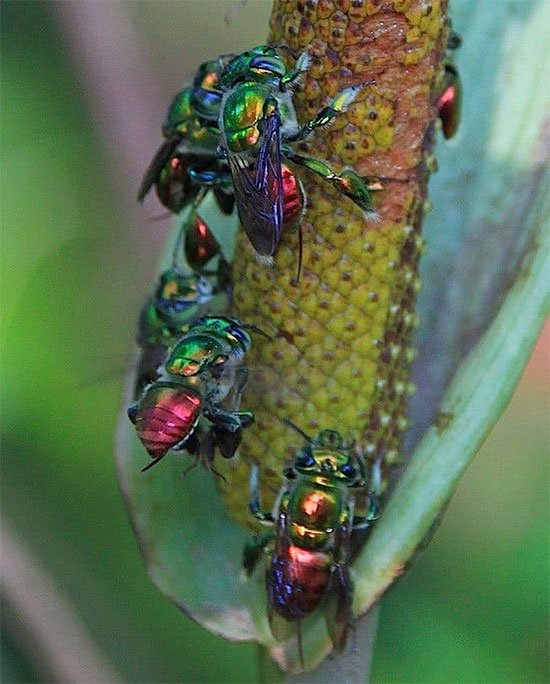 Ong phong lan, loài vật màu mè nhất trong thế giới côn trùng nhưng lại không biết làm mật