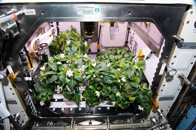 Ớt trổ hoa kết trái trên Trạm Vũ trụ Quốc tế ISS
