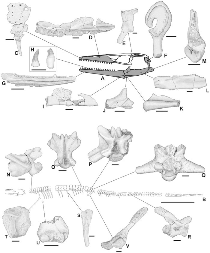 Pannoniasaurus: Quái vật dài 6 mét ở vùng nước ngọt của Hungary