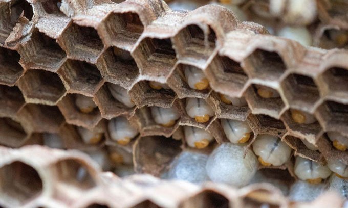 Phá tổ ong bắp cày sát thủ khổng lồ chứa tới 1.500 ấu trùng
