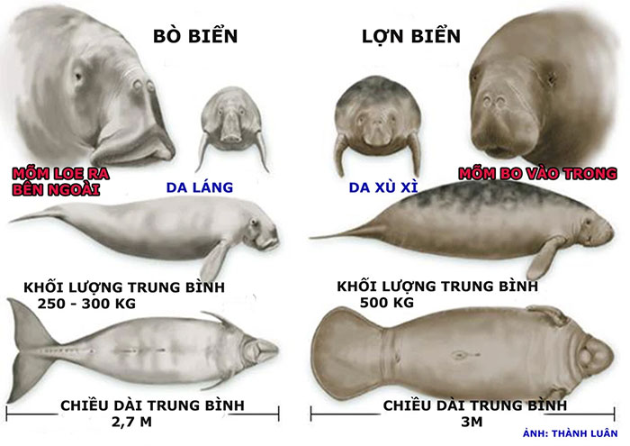 Phân biệt dễ dàng bò biển và lợn biển: Hai sinh vật quý hiếm nhìn khá giống nhau, cực dễ!
