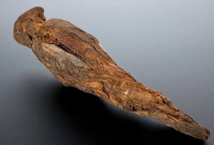 Phát hiện 15 xác ướp chim ưng không đầu trong ngôi đền Ai Cập cổ đại