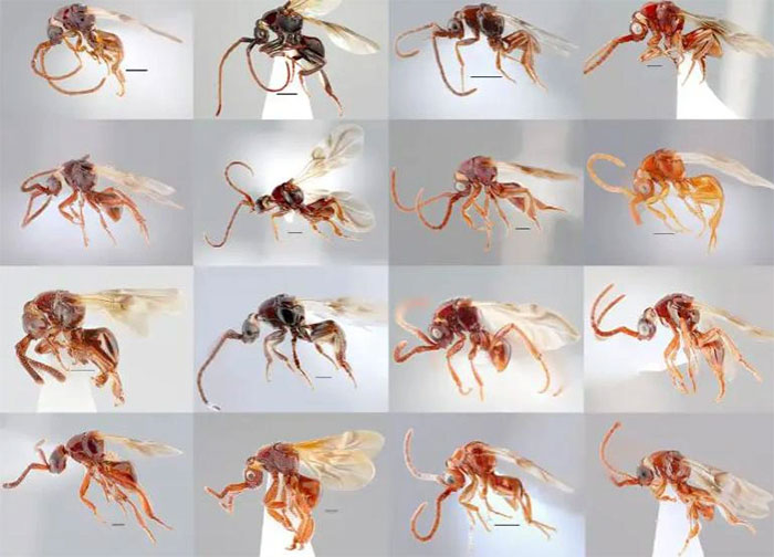 Phát hiện 16 loài ong ký sinh mới kỳ lạ ở Việt Nam