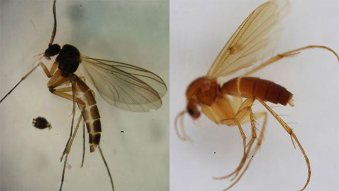Phát hiện 2 loài ruồi ăn nấm mới