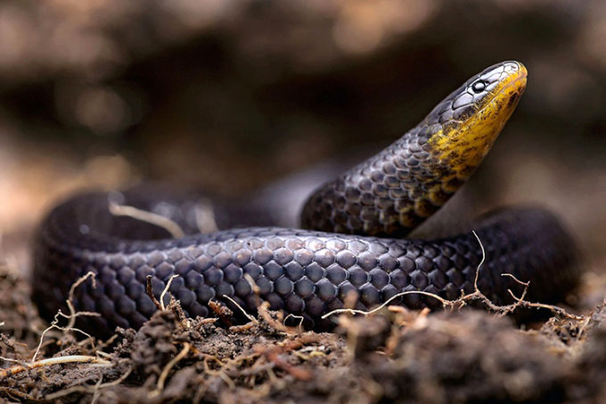 Phát hiện 3 loài rắn mới trong nghĩa địa ở Ecuador
