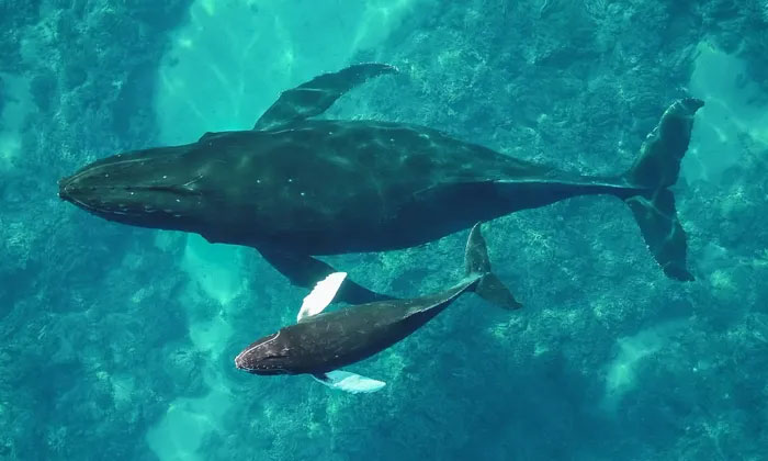 Phát hiện 7.000 con cá voi lưng gù chết đói vì sóng nhiệt