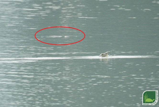 Phát hiện bất ngờ: Hai cá thể rùa Hoàn Kiếm cùng nổi lên ở hồ Đồng Mô