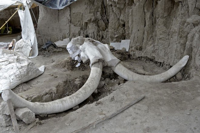 Phát hiện bẫy voi ma mút 15.000 năm tuổi ở Mexico