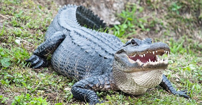Phát hiện cá sấu có khả năng tái sinh đuôi bị mất
