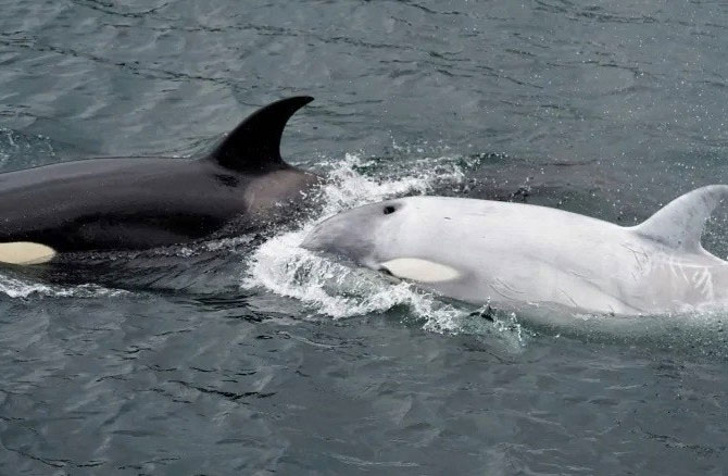 Phát hiện cá voi sát thủ trắng hiếm thấy ở California