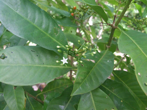 Phát hiện cây sau sân nhà ở Samoa có thể giúp trị ung thư, Covid-19