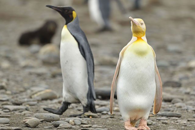 Phát hiện chim cánh cụt màu vàng kỳ lạ, hiếm có khó tìm