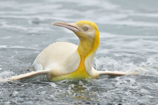 Phát hiện chim cánh cụt màu vàng kỳ lạ, hiếm có khó tìm