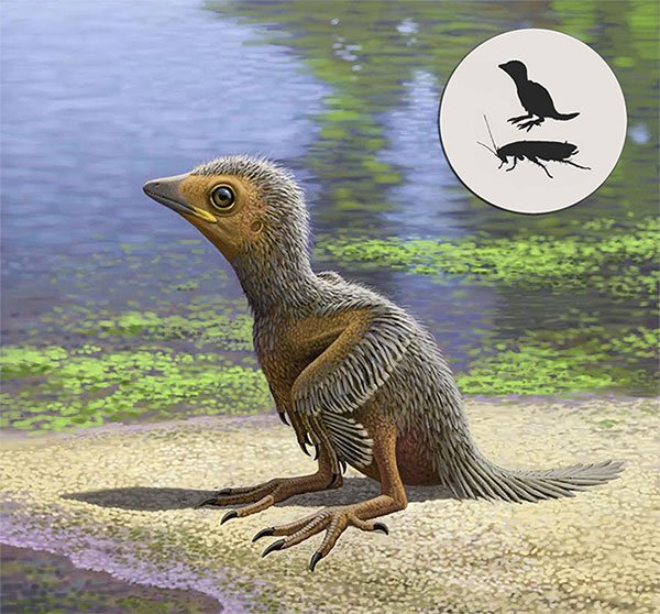Phát hiện chim nhỏ như châu chấu sống cùng thời khủng long