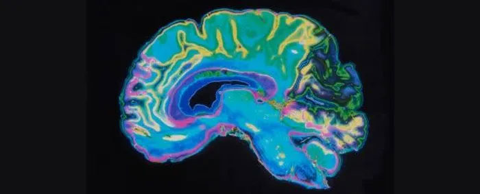 Phát hiện chức năng hoàn toàn mới của tiểu não: 200 năm vẫn khiến nhà khoa học ngạc nhiên!