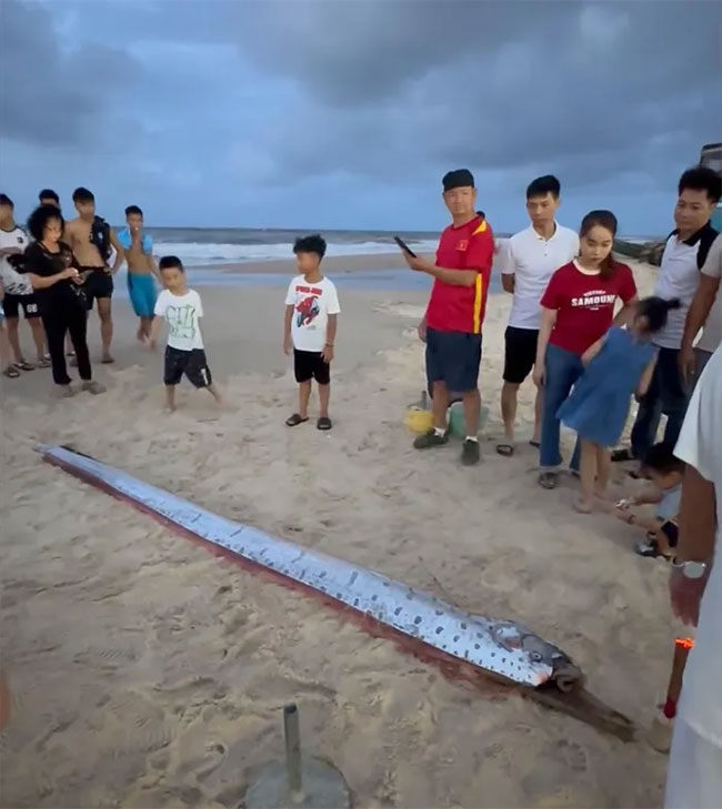 Phát hiện con cá màu bạc, hình thù lạ dài hơn 4 mét trôi dạt vào bờ biển ở Huế