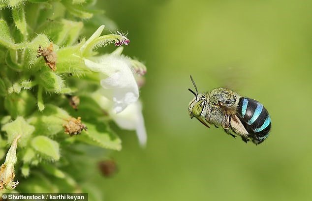 Phát hiện con ong xanh da trời hiếm có trên thế giới xuất hiện ở Australia